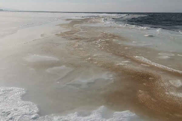 В прибрежных бухтах Владивостока морская вода приобрела бурый оттенок