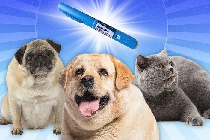 Может ли новый имплант сделать домашних питомцев стройнее без усилий?