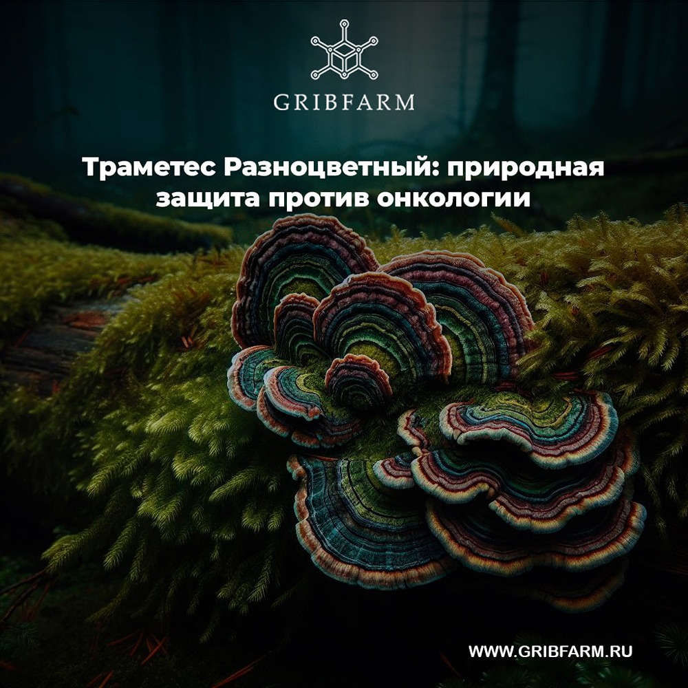 Почему грибы, такие как Траметес, считаются мощными иммуномодуляторами в борьбе с серьезными заболеваниями?