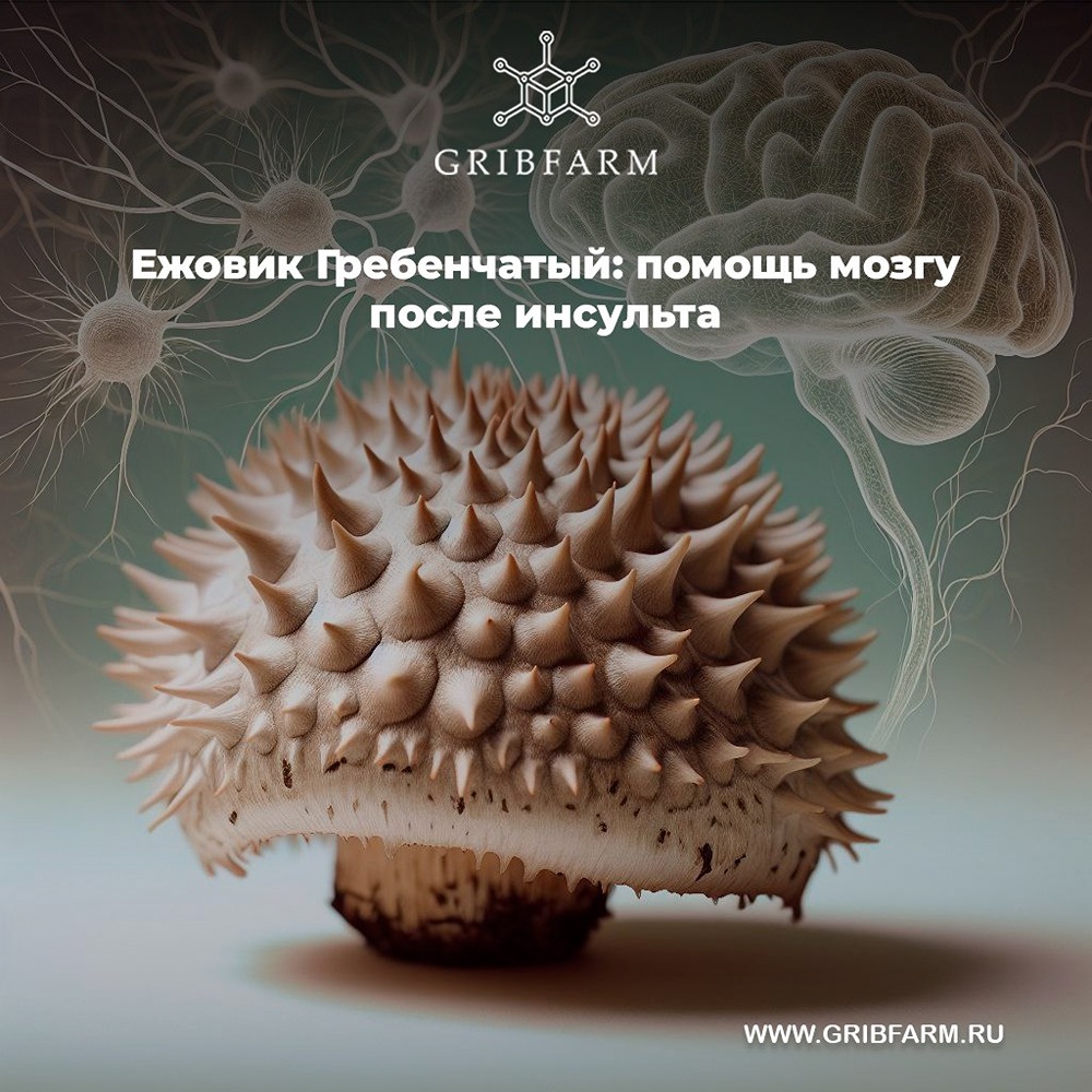 Как грибы могут ускорить выздоровление после инсульта?