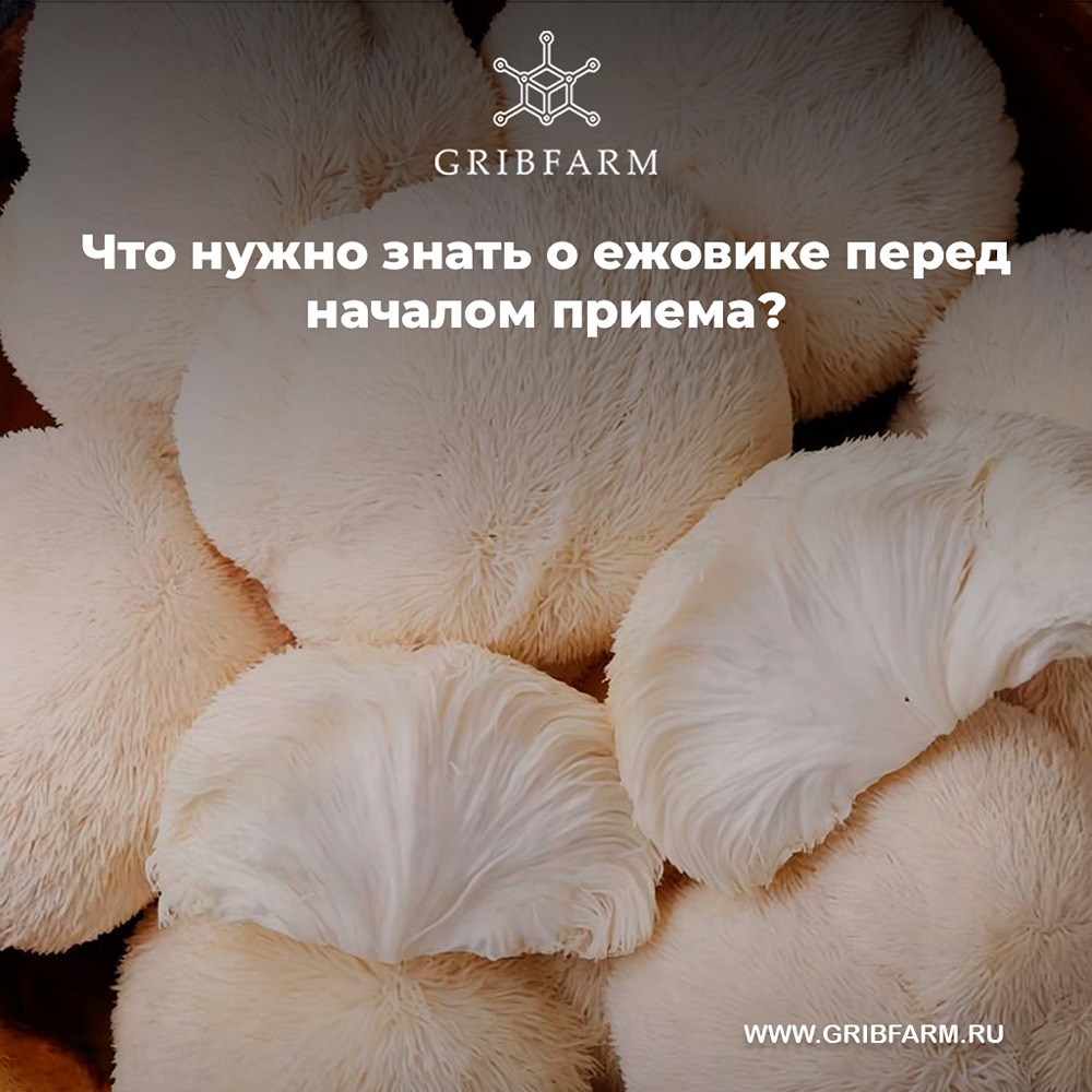 Как ежовик гребенчатый может улучшить работу мозга и повысить продуктивность?