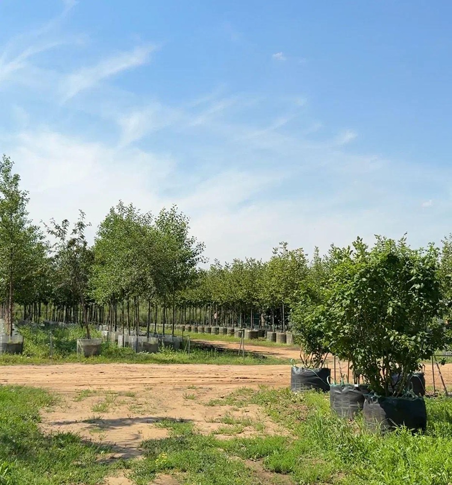 Какое будущее ждет зеленые пространства нового района Москвы?