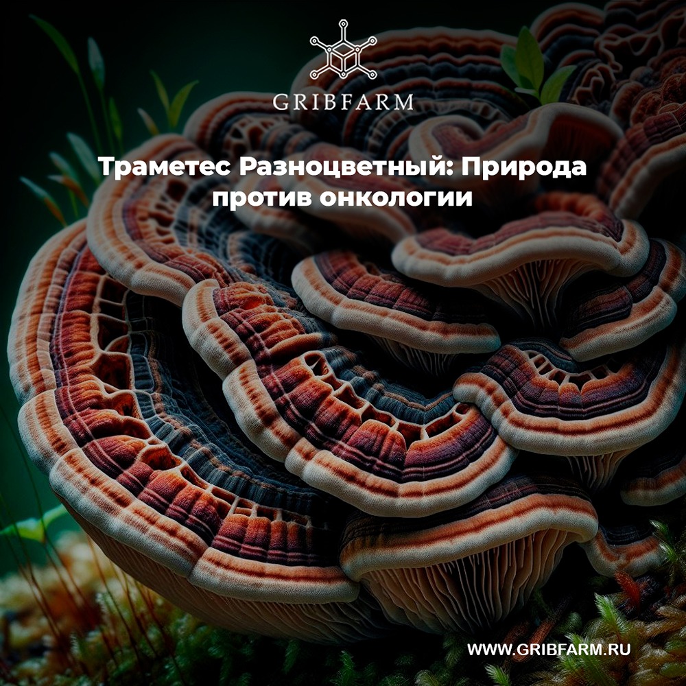 Что такое Траметес Разноцветный и как он влияет на здоровье?