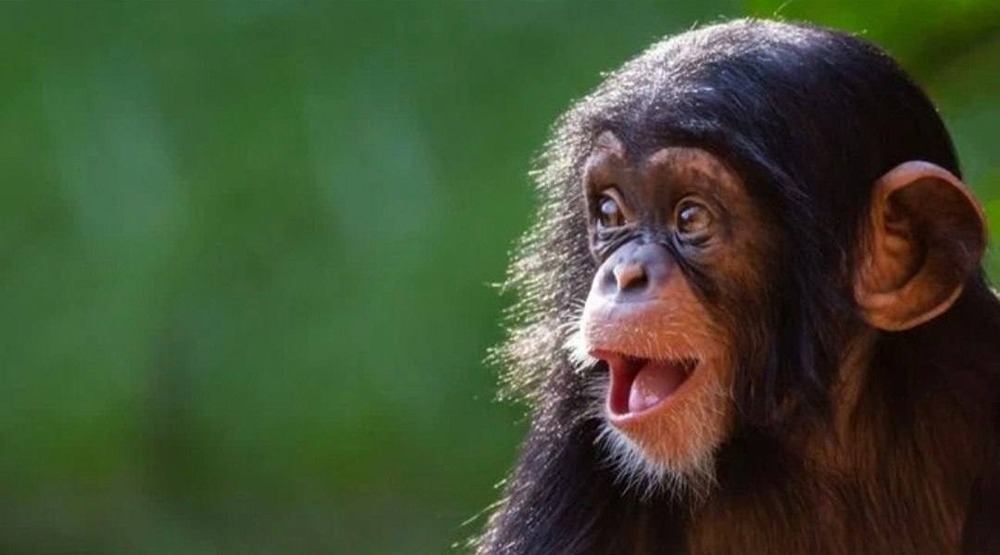 Обретём ли мы вечную молодость благодаря вакцине китайских учёных?