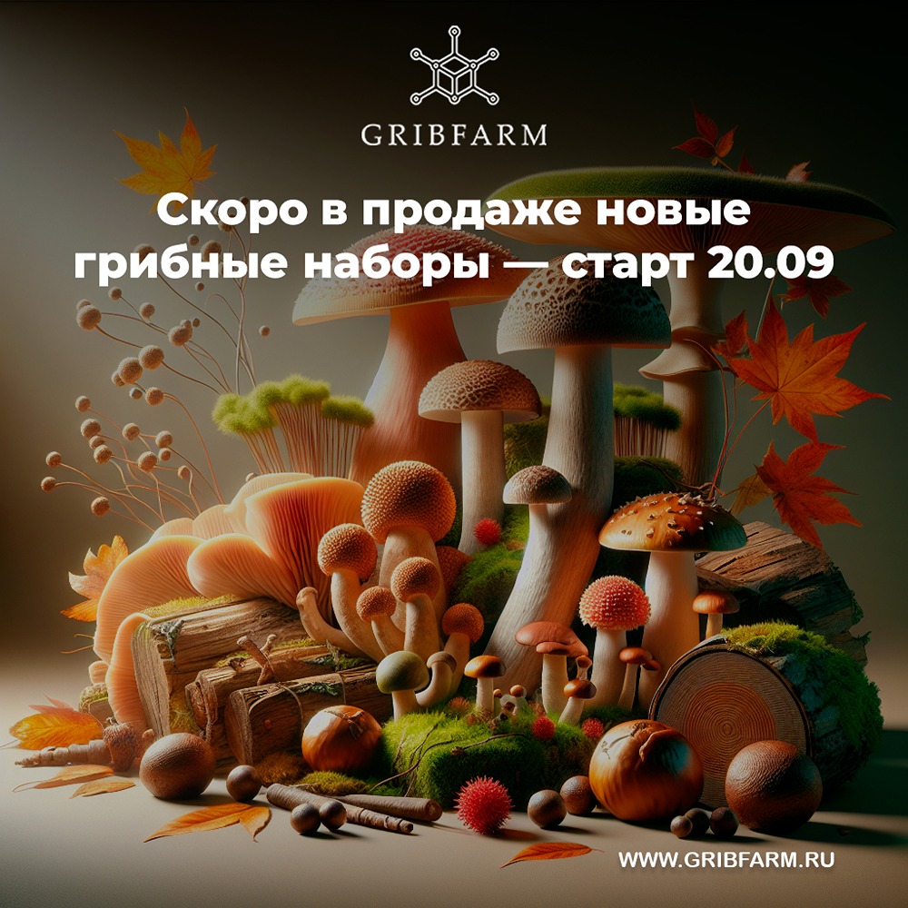 Чем хороши новые наборы с натуральными грибами?