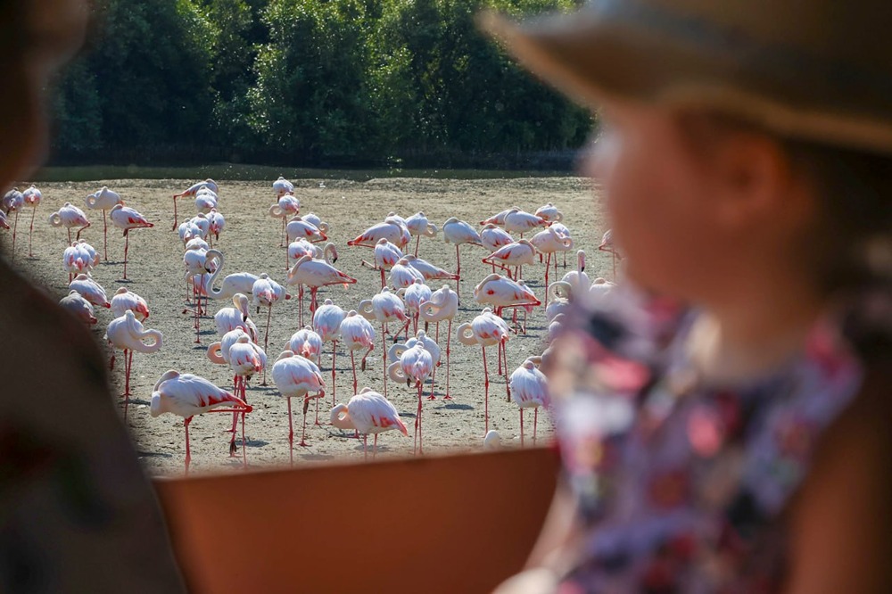Почему Рас-эль-Хор — идеальное место для наблюдения за фламинго?