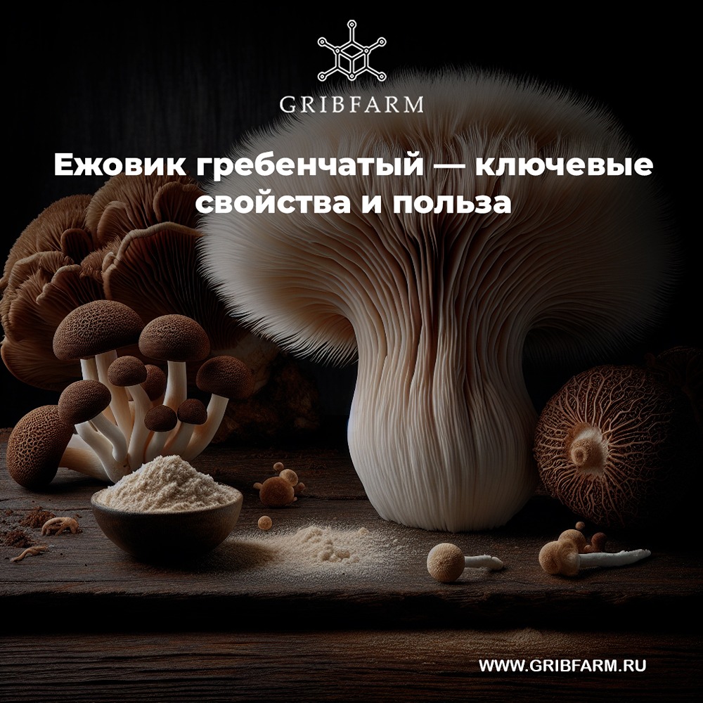 Почему стоит добавить гриб ежовик в свой рацион для улучшения здоровья?