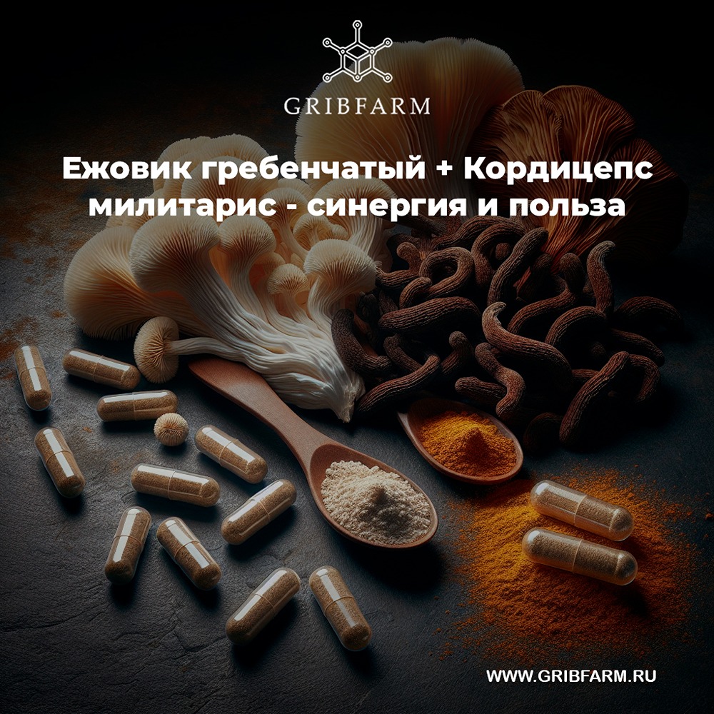 Какие плюсы дает сочетание ежовика и кордицепса для здоровья?