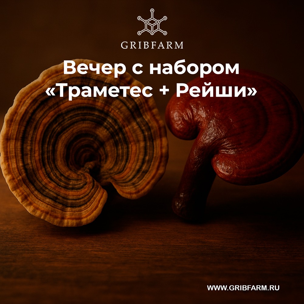 Как траметес и рейши могут помочь поддержать иммунитет?