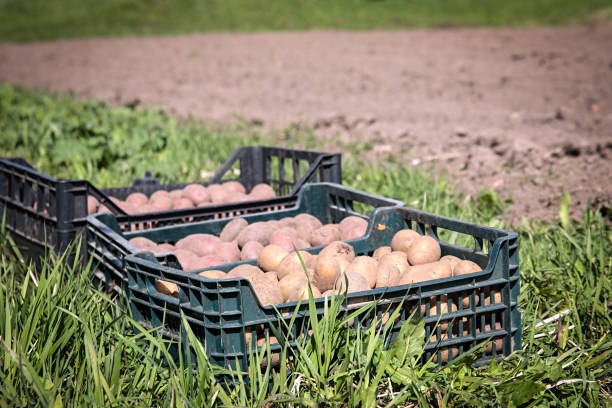 Почеиу импорт картофеля резко вырос в 2025 году?