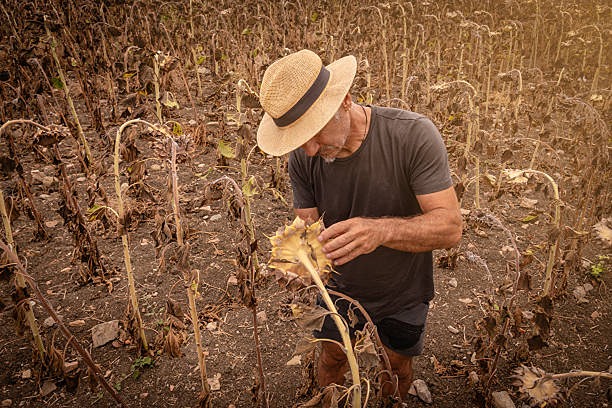 Из-за заморозков и засухи в Ростовской области погибло около 1 миллиона гектаров посевов