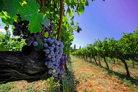 Подмосковье входит в перспективные зоны виноделия