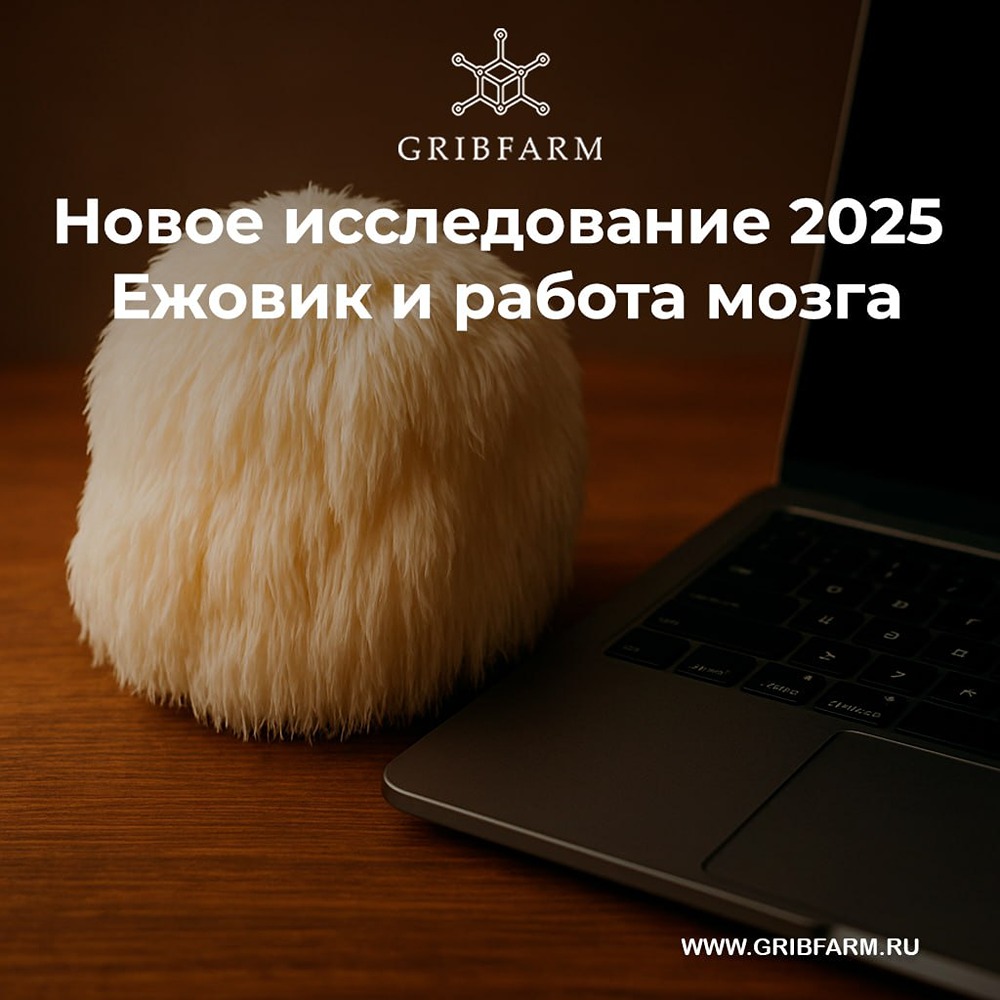 Ежовик гребенчатый для памяти и концентрации: научные доказательства