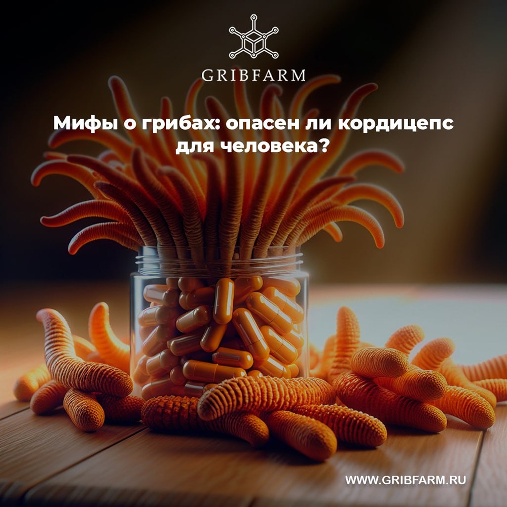 Кордицепс: безопасность и полезные свойства добавки