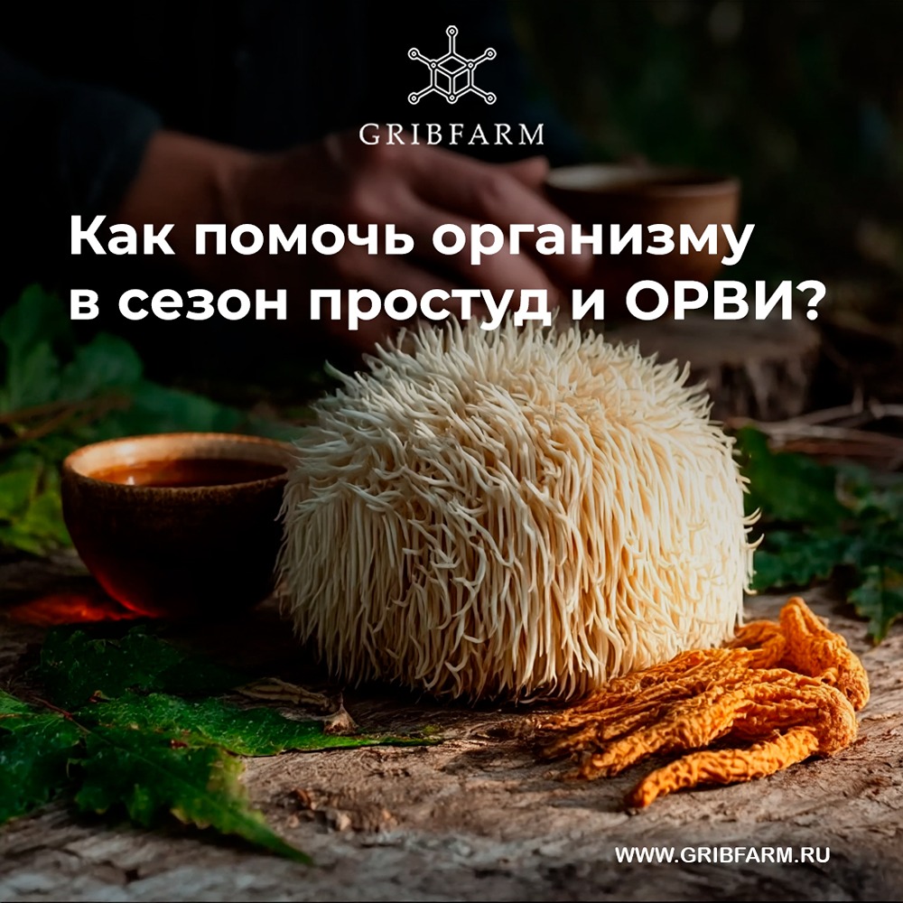 Грибной комплекс для иммунитета: ежовик и кордицепс против сезонных простуд