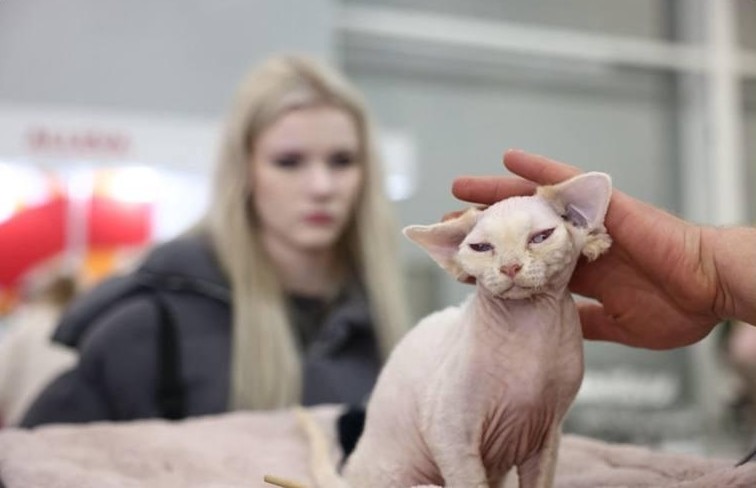 Последствия чрезмерного тисканья кошек