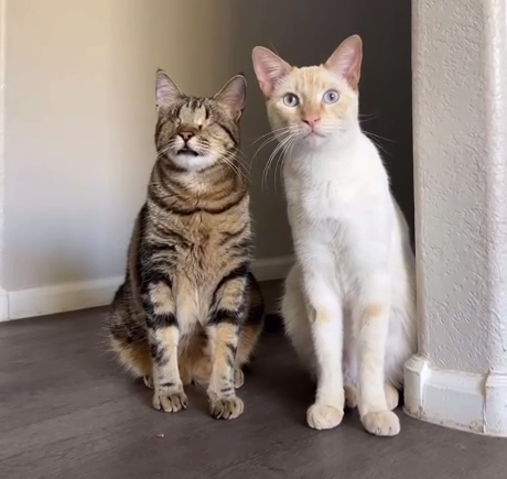 Коты-инфлюенсеры