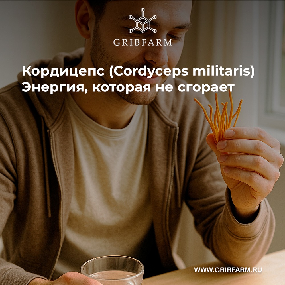 Гриб Кордицепс — правда ли помогает от усталости?