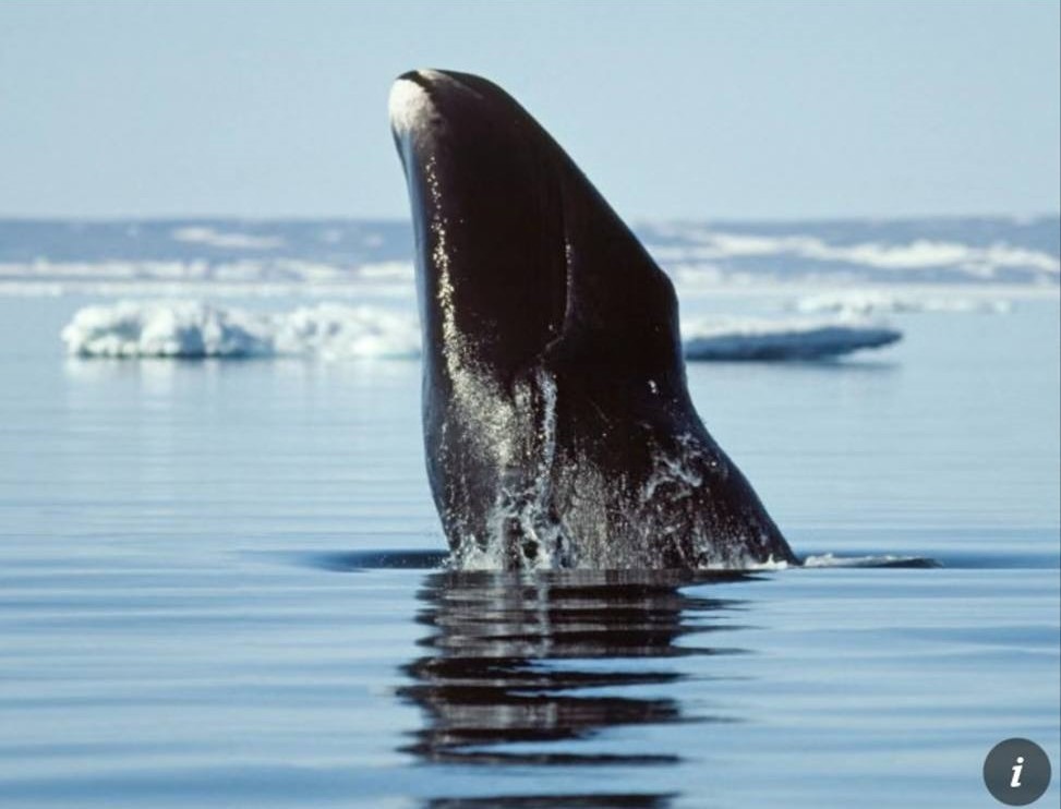 Какой белок способен продлить жизнь человека?

