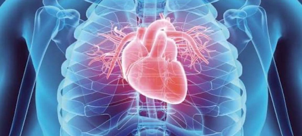 Как пластырь со стволовыми клетками лечит сердце после инфаркта?

