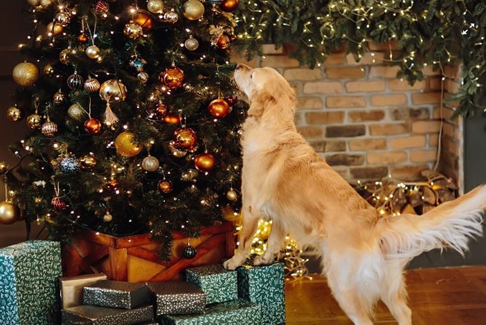 Какие новогодние игрушки смертельно опасны для питомцев — 5 главных угроз декабря 2025?
