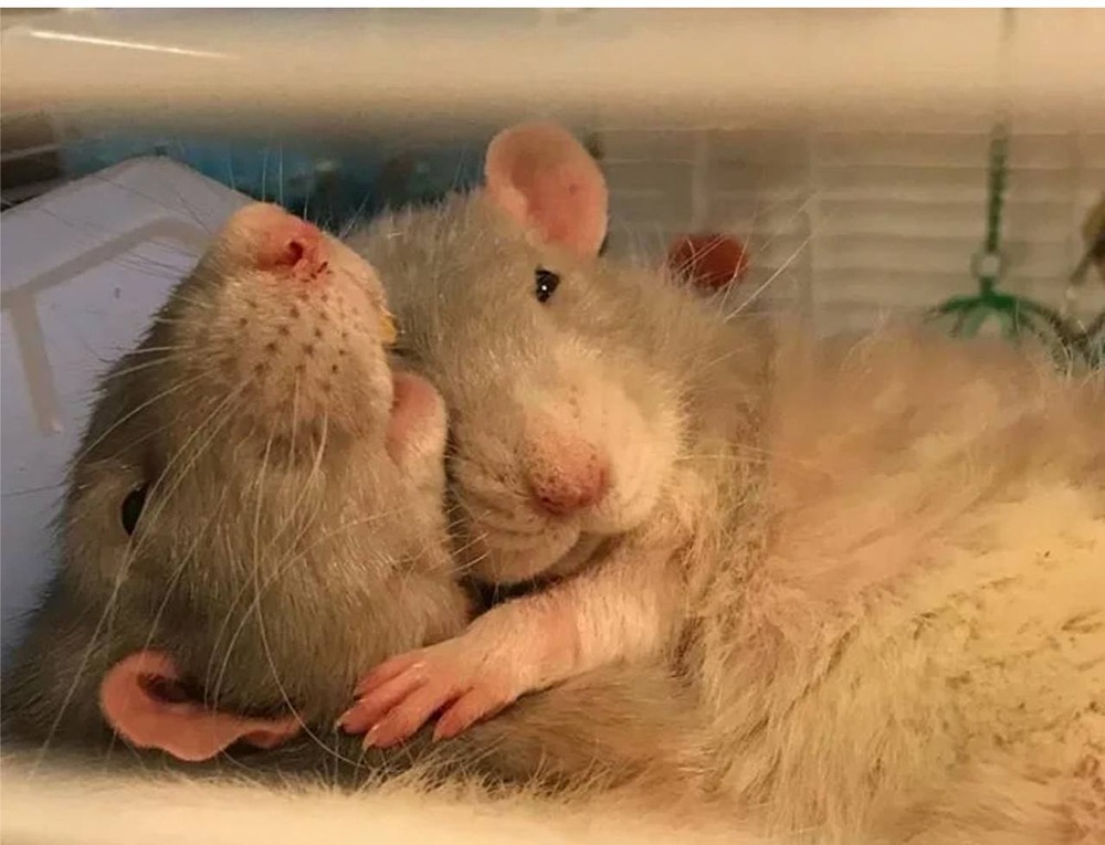 Правда ли, что человек лишь на 7‑м месте по верности партнёру — разбор рейтинга млекопитающих?
