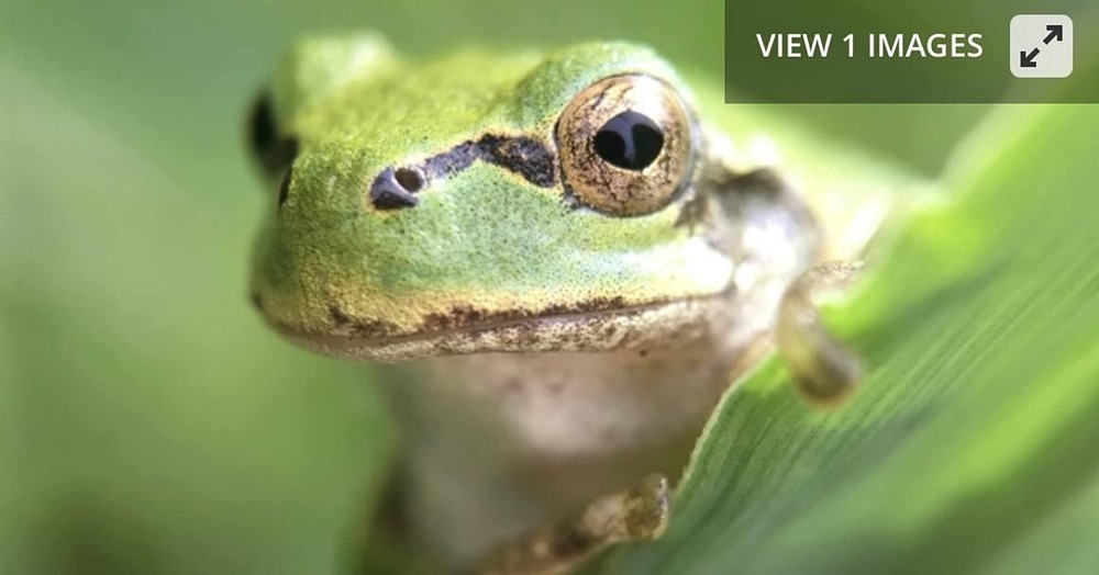 Может ли бактерия из лягушек победить рак?