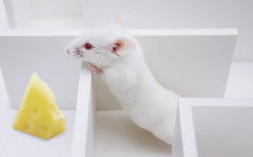 Как удалось обратить вспять симптомы болезни Альцгеймера у мышей?