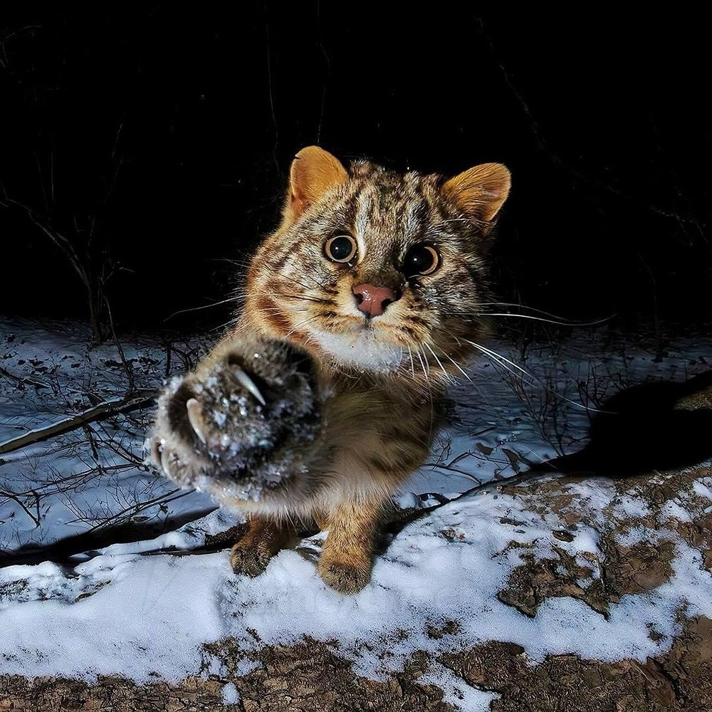 Амурский лесной кот — редкий хищник тайги: удалось ли учёным сфотографировать неуловимого зверя?