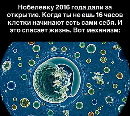Как голодание запускает процесс самоочищения организма: научное открытие, за которое дали Нобелевскую премию?
