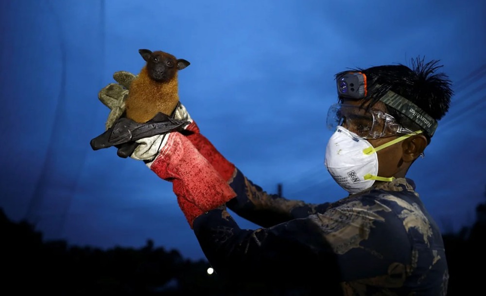 Насколько опасен вирус Нипах, вспышка которого произошла в Индии?