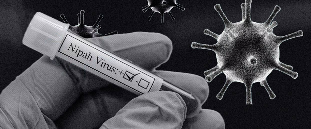 Вирус Нипах опаснее COVID-19: почему эксперты бьют тревогу