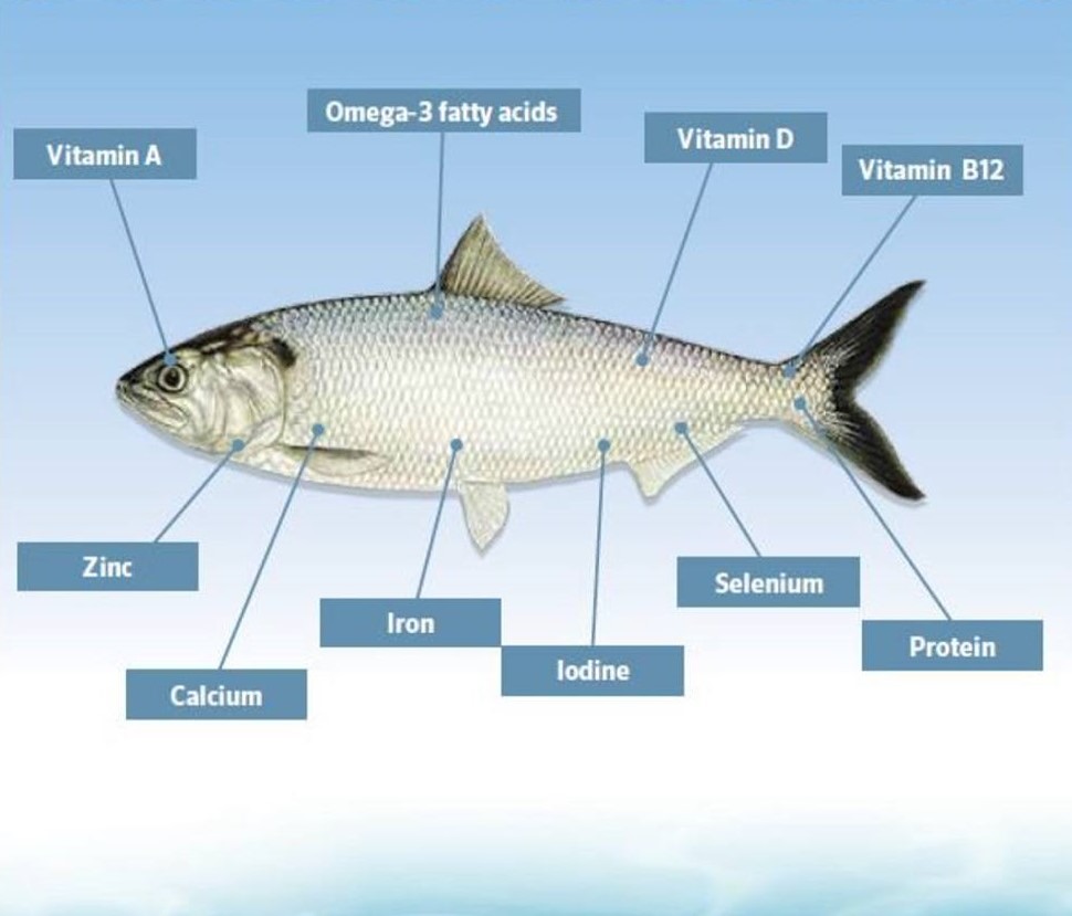 Как скумбрия помогает снизить риск сердечно‑сосудистых заболеваний — и почему омега‑3 в ней особенно ценны?