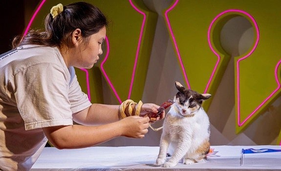 Правительство Таиланда признало кошек важной частью экономики