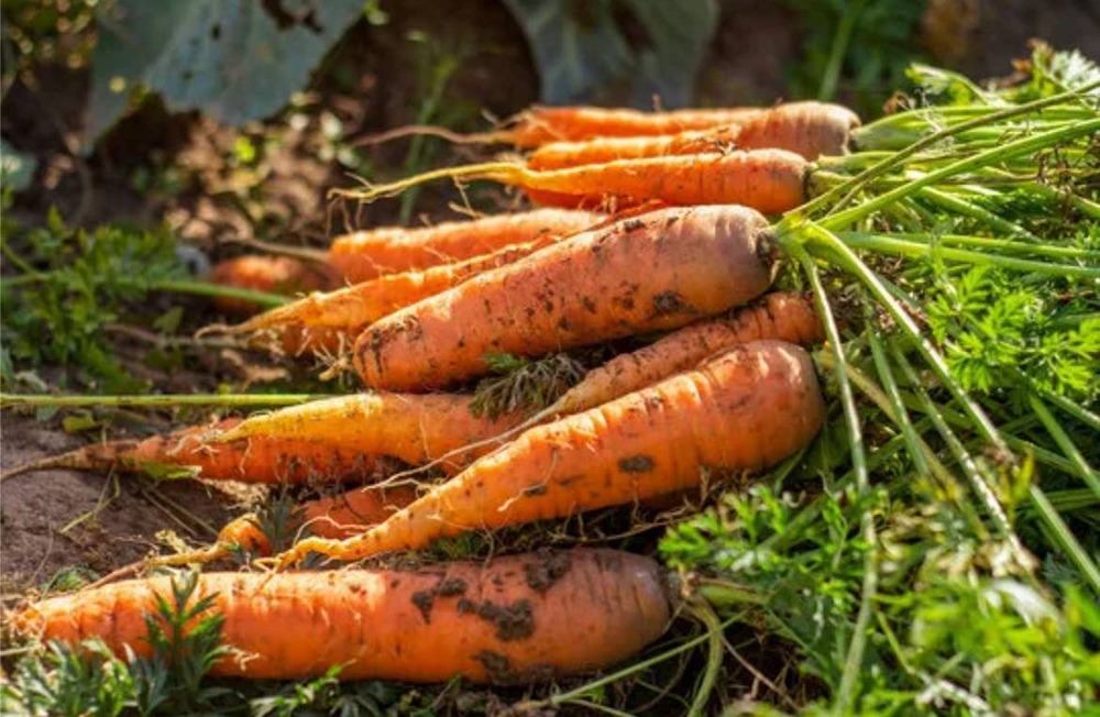 Почему при гастрите и язве желудка нельзя есть морковь?