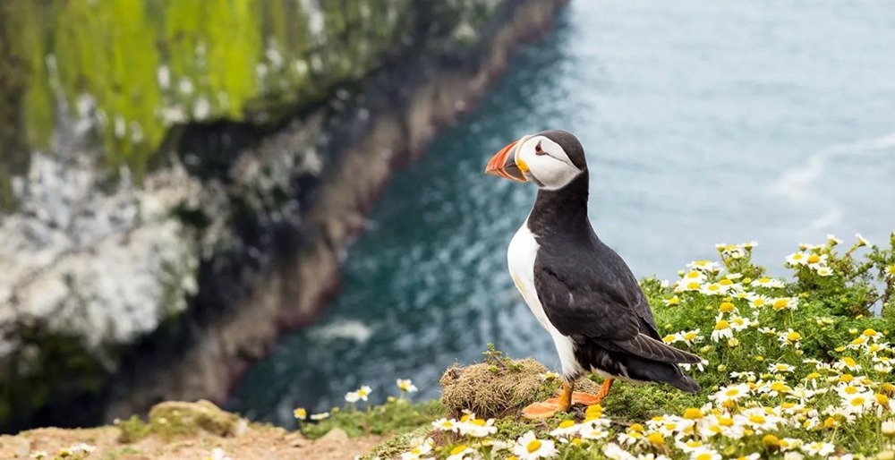 Волонтёрство с комфортом: как посчитать 43 тыс. тупиков и получить жильё?