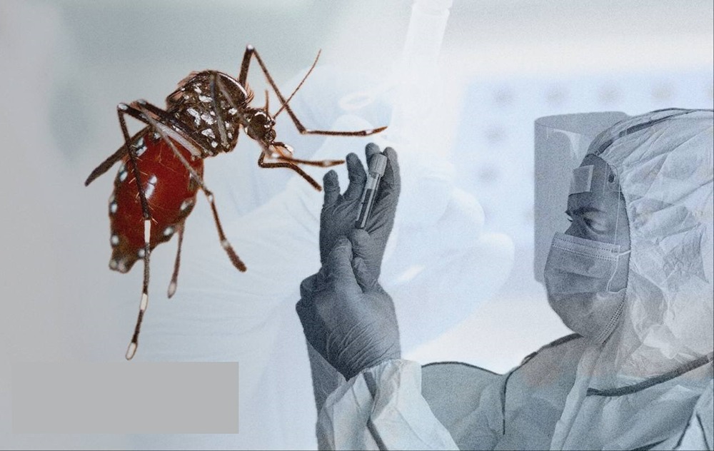 Вирус чикунгунья может распространяться «молниеносно»