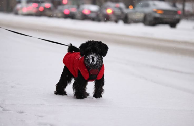 Налог на выгул собак предложили ввести в России. Деньги от него общественники планируют направлять на благоустройство площадок для животных и помощь ветклиникам