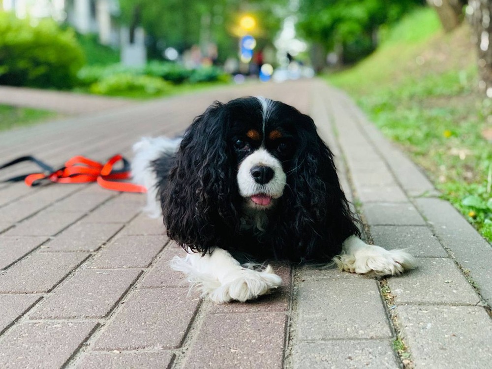 По мнению психологов, собаки способны оказывать положительное влияние на состояние депрессии