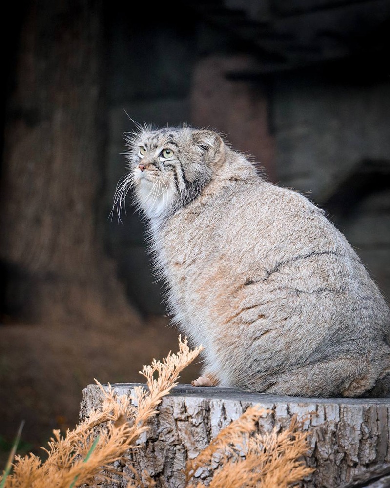 С наступлением холодов в Московском зоопарке можно наблюдать удивительную тенденцию: животные начинают набирать вес
