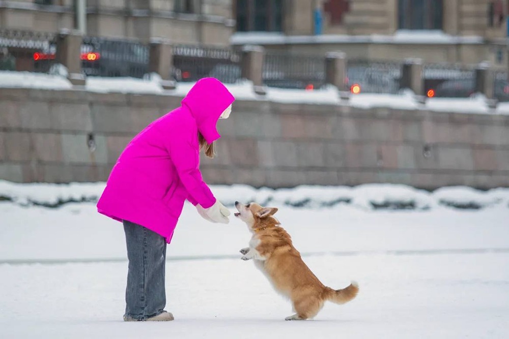 Взлёт продаж кормов и лакомств для животных: как выбрать безопасный продукт