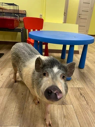 Россельхознадзор выявил грубые нарушения в кафе с мини-пигами