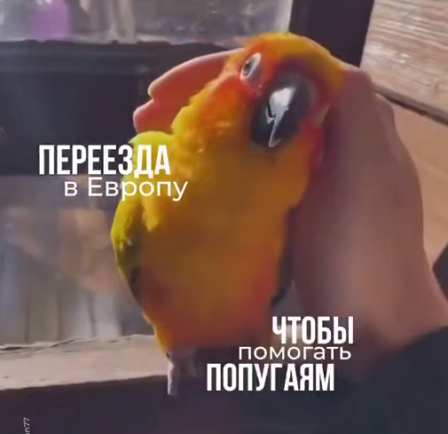 В Германии ищут волонтёров, которые будут ухаживать за попугаями. Эко-парки приглашают помощников кормить птиц, общаться с ними и помогать в ежедневном уходе, а взамен оформляют долгосрочную визу, предоставляют жильё, страховку и €500 в месяц