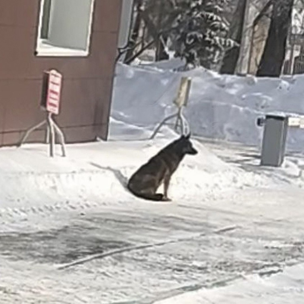 Собаку Додобоню пытаются отловить: за чем стоит конфликт между зоозащитниками и «Додо Пиццей