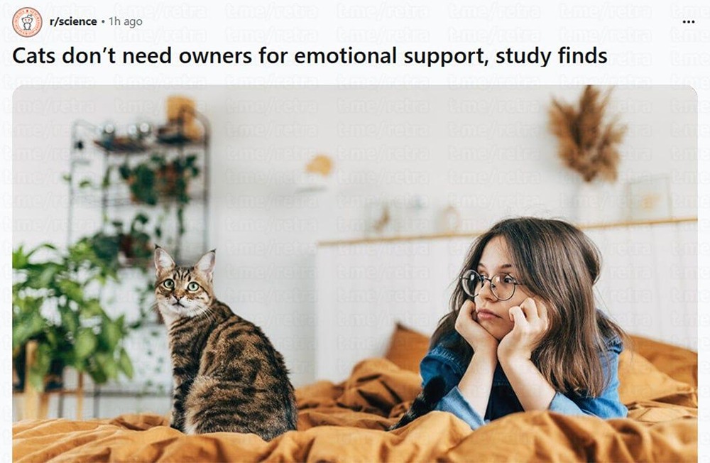 Почему кошки не привязываются к хозяевам как собаки: что показал „тест незнакомой ситуации“, как меняется их тревога при уходе человека и правда ли они одинаково относятся к незнакомцам?