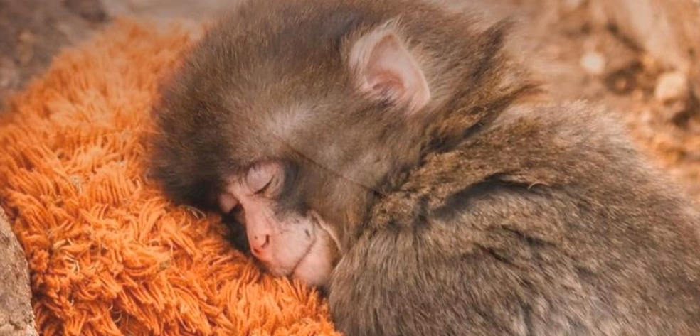 История Панча-куна: как плюшевый орангутан стал семьёй для одинокого детёныша макаки