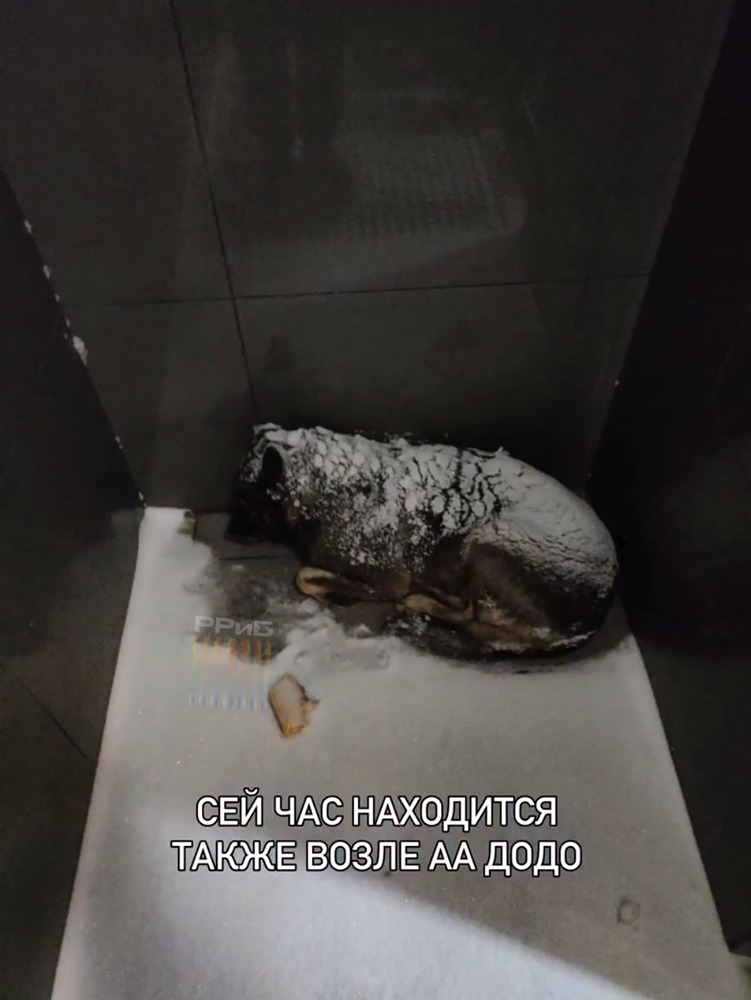 Додо Пицца против доброты: история Додобони, как уволили курьера за заботу о собаке