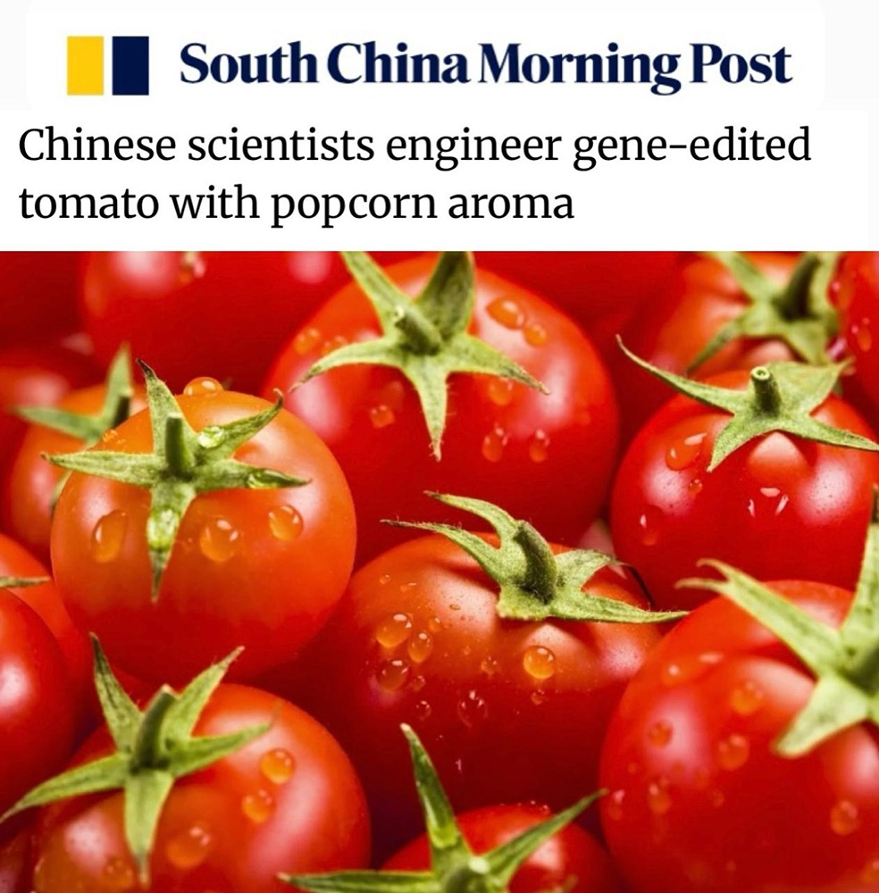 Революция в селекции: китайские учёные создали томаты со вкусом попкорна