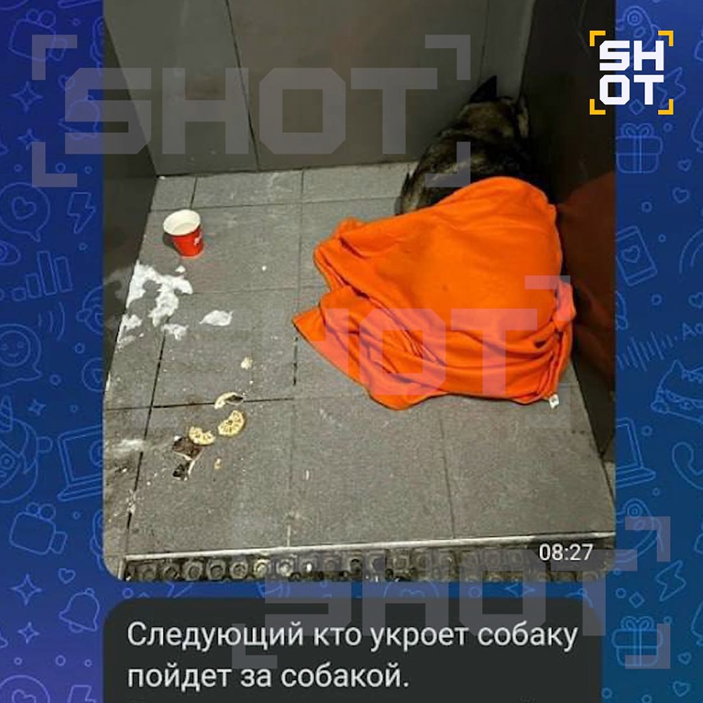 Как сложилась судьба челябинской Додобони после спасения?