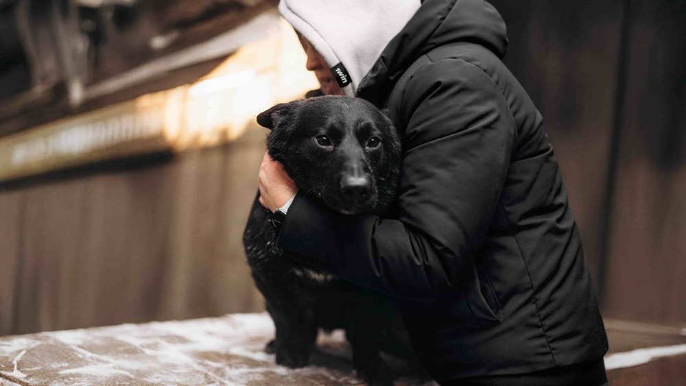 1win Charity спасает 1000 собак: в Красноярске построят новый приют